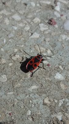 insects in our school gardens ebook by nadire - Ourboox.com