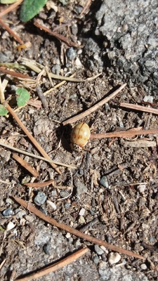 insects in our school gardens ebook by nadire - Ourboox.com