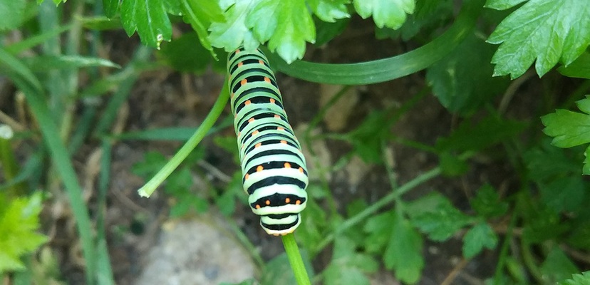 insects in our school gardens ebook by nadire - Ourboox.com