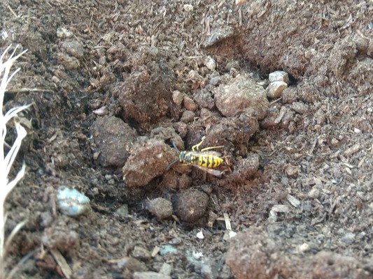 insects in our school gardens ebook by nadire - Ourboox.com