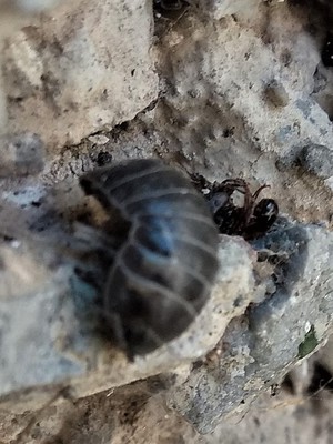 insects in our school gardens ebook by nadire - Ourboox.com