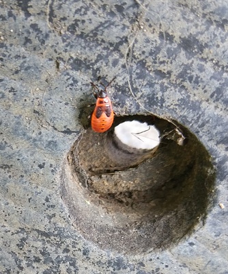 insects in our school gardens ebook by nadire - Ourboox.com