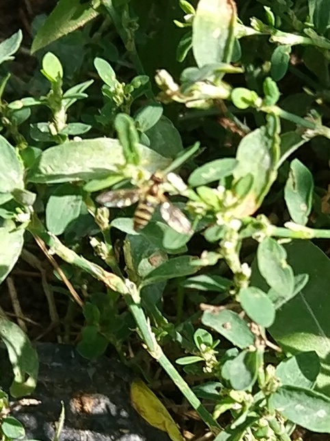 insects in our school gardens ebook by nadire - Ourboox.com