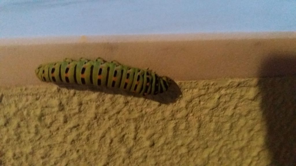 insects in our school gardens ebook by nadire - Ourboox.com