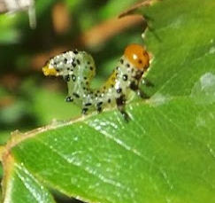 insects in our school gardens ebook by nadire - Ourboox.com