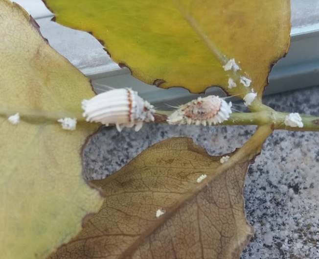 insects in our school gardens ebook by nadire - Ourboox.com