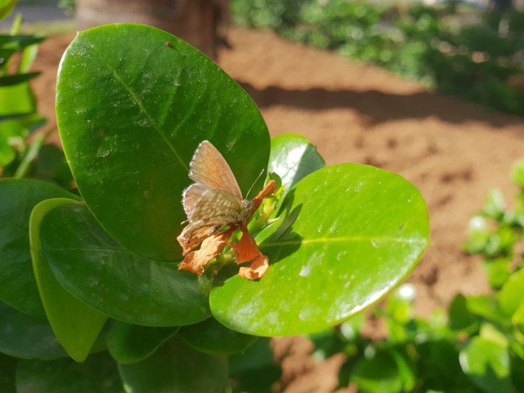 insects in our school gardens ebook by nadire - Ourboox.com