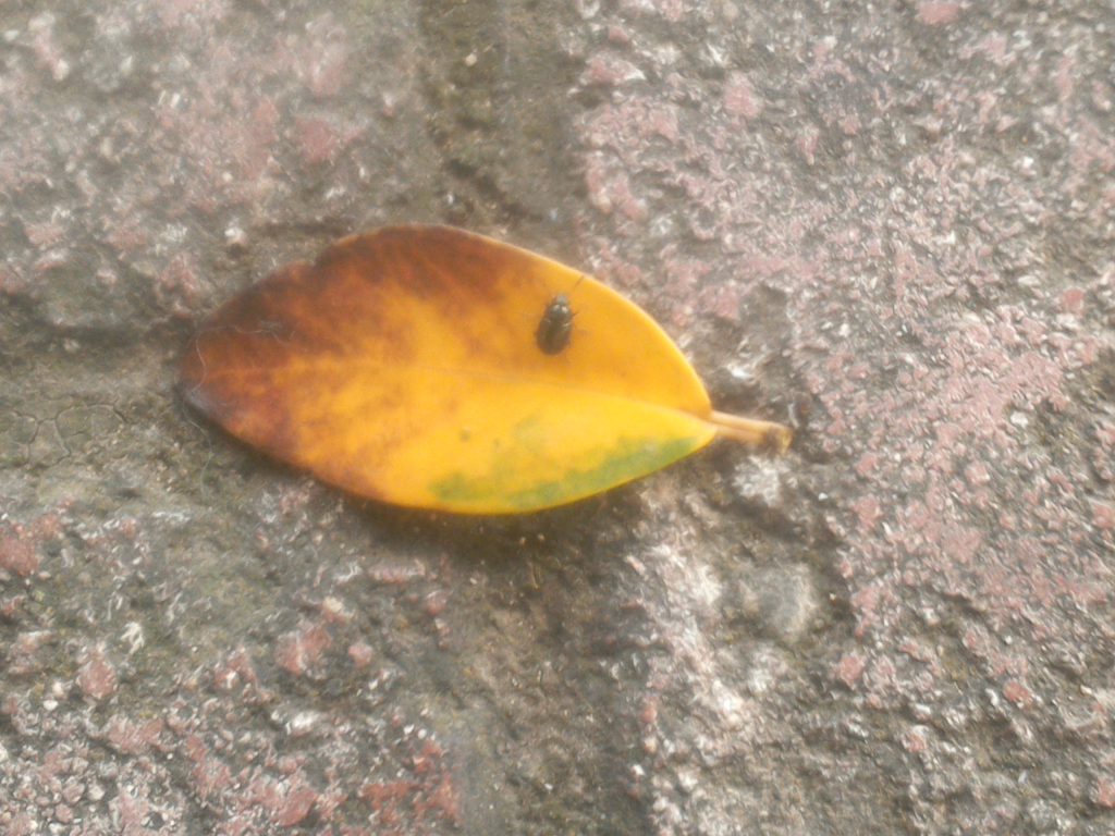 insects in our school gardens ebook by nadire - Ourboox.com