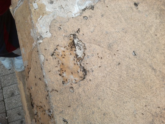 insects in our school gardens ebook by nadire - Ourboox.com