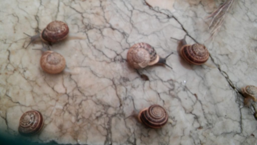 insects in our school gardens ebook by nadire - Ourboox.com