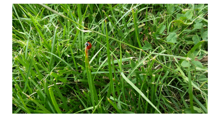 insects in our school gardens ebook by nadire - Ourboox.com