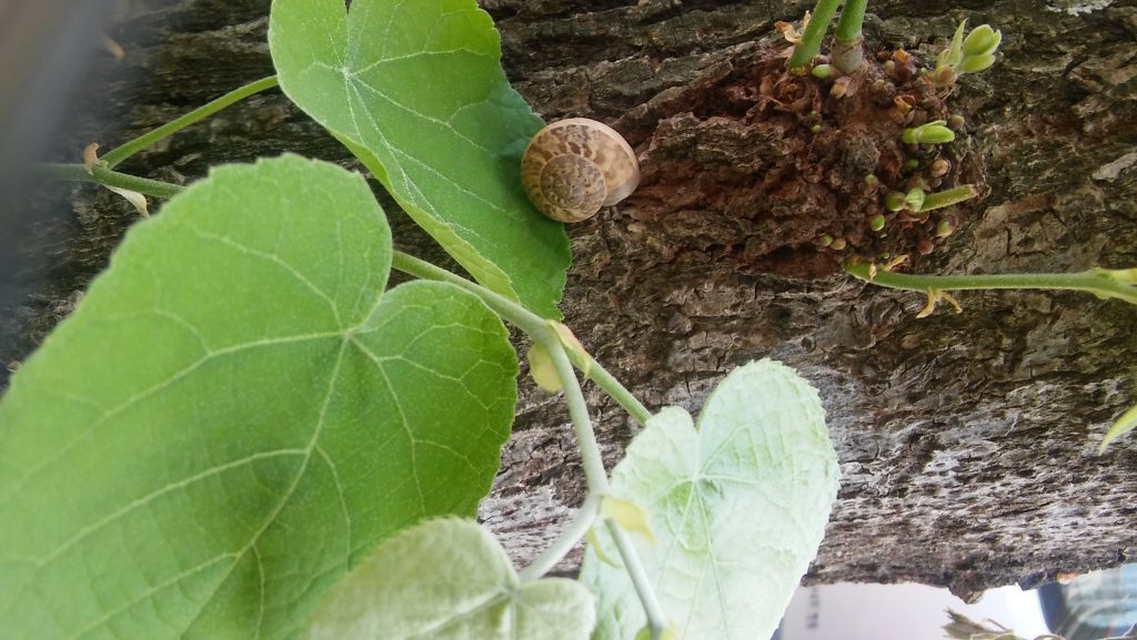 insects in our school gardens ebook by nadire - Ourboox.com