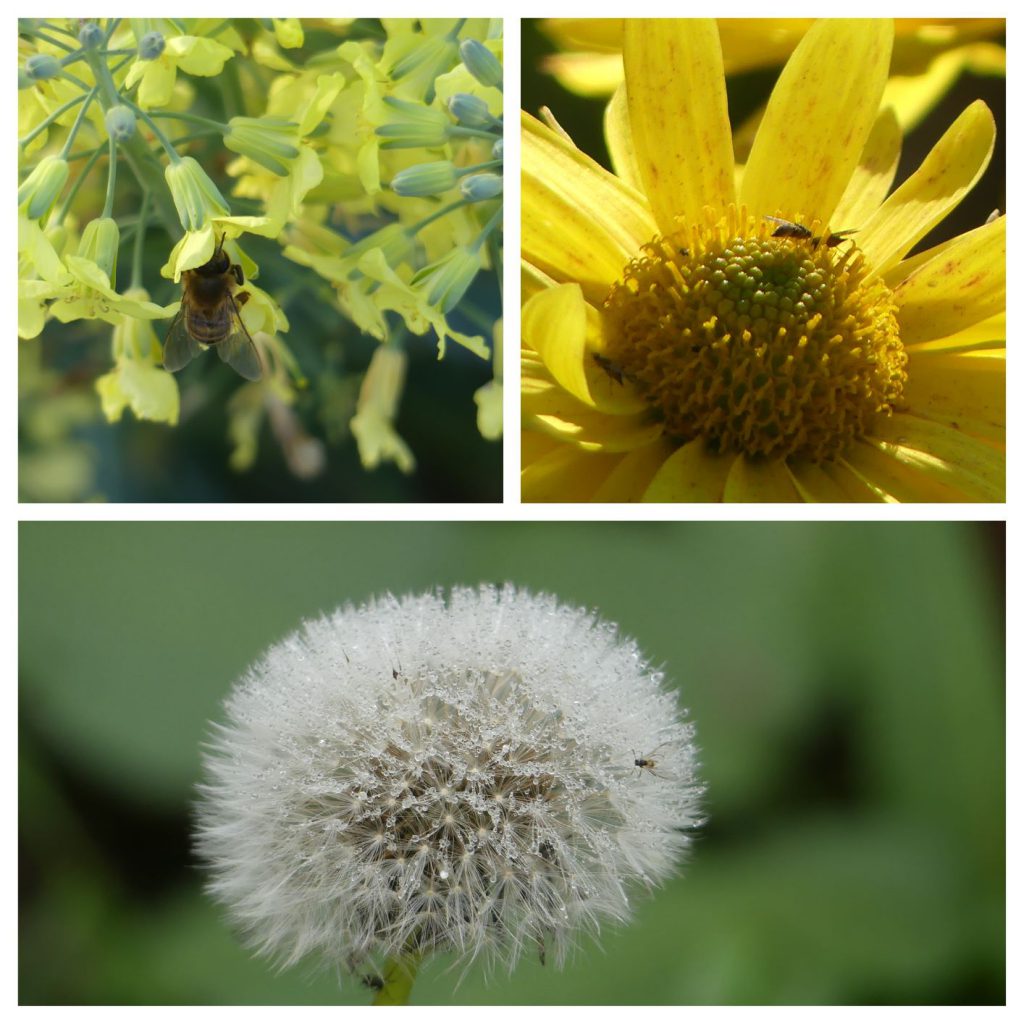 insects in our school gardens ebook by nadire - Ourboox.com