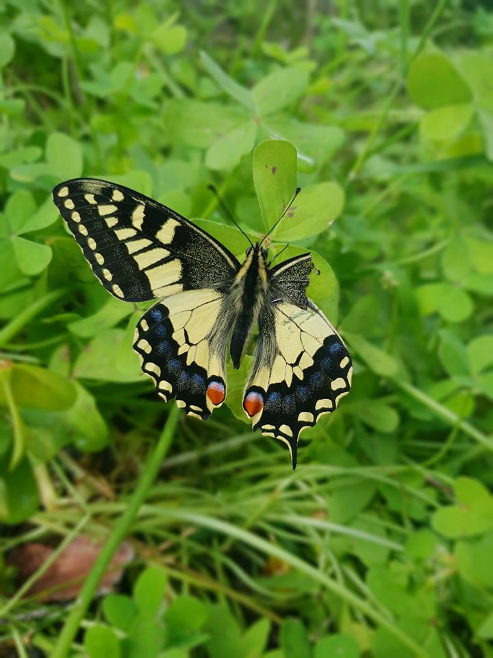 insects in our school gardens ebook by nadire - Ourboox.com