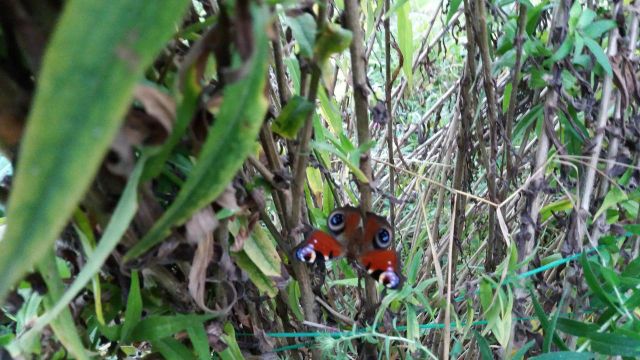 insects in our school gardens ebook by nadire - Ourboox.com