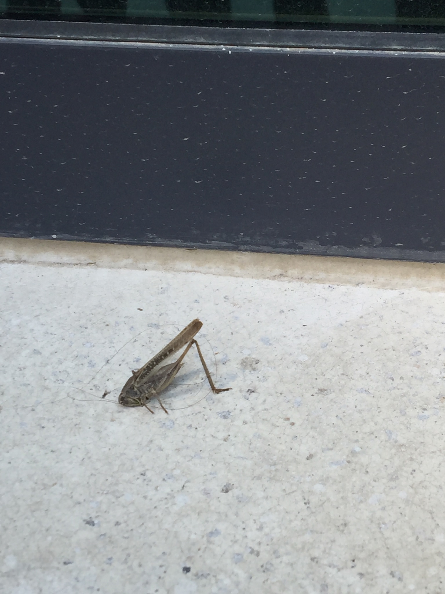 insects in our school gardens ebook by nadire - Ourboox.com