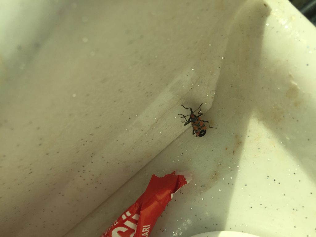 insects in our school gardens ebook by nadire - Ourboox.com