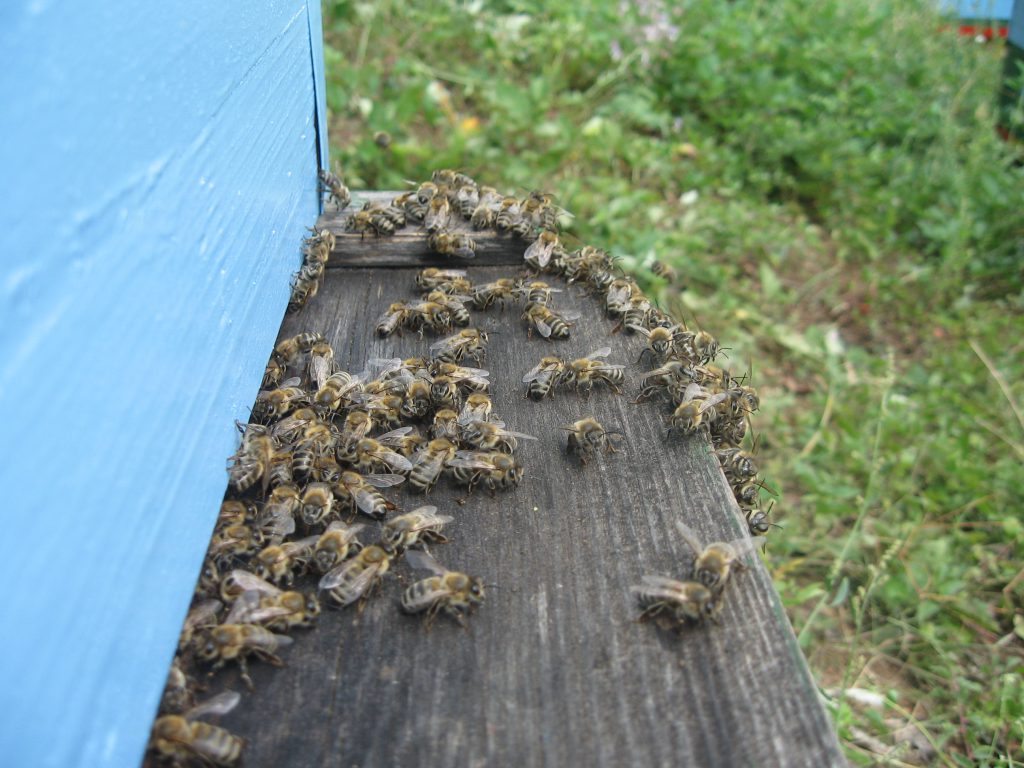 insects in our school gardens ebook by nadire - Ourboox.com