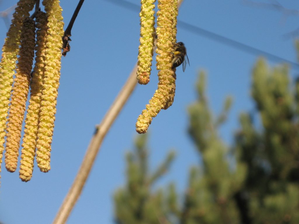insects in our school gardens ebook by nadire - Ourboox.com