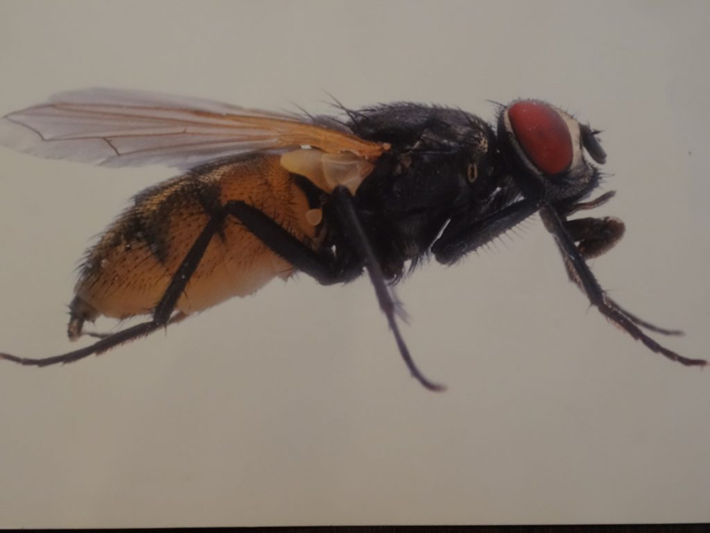 insects in our school gardens ebook by nadire - Ourboox.com