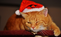 Kiran’s poetry book by Kiran N. - Illustrated by Kiran N. - Ourboox.com