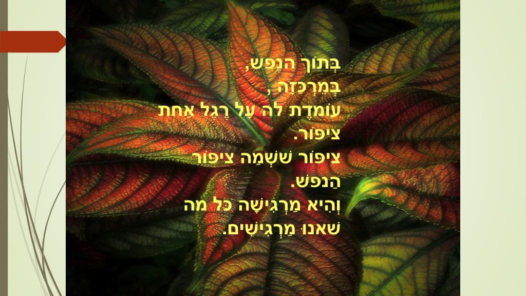 ציפור הנפש שלי by judy - Ourboox.com