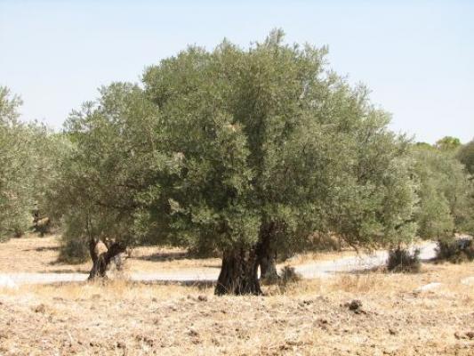 עץ הזית