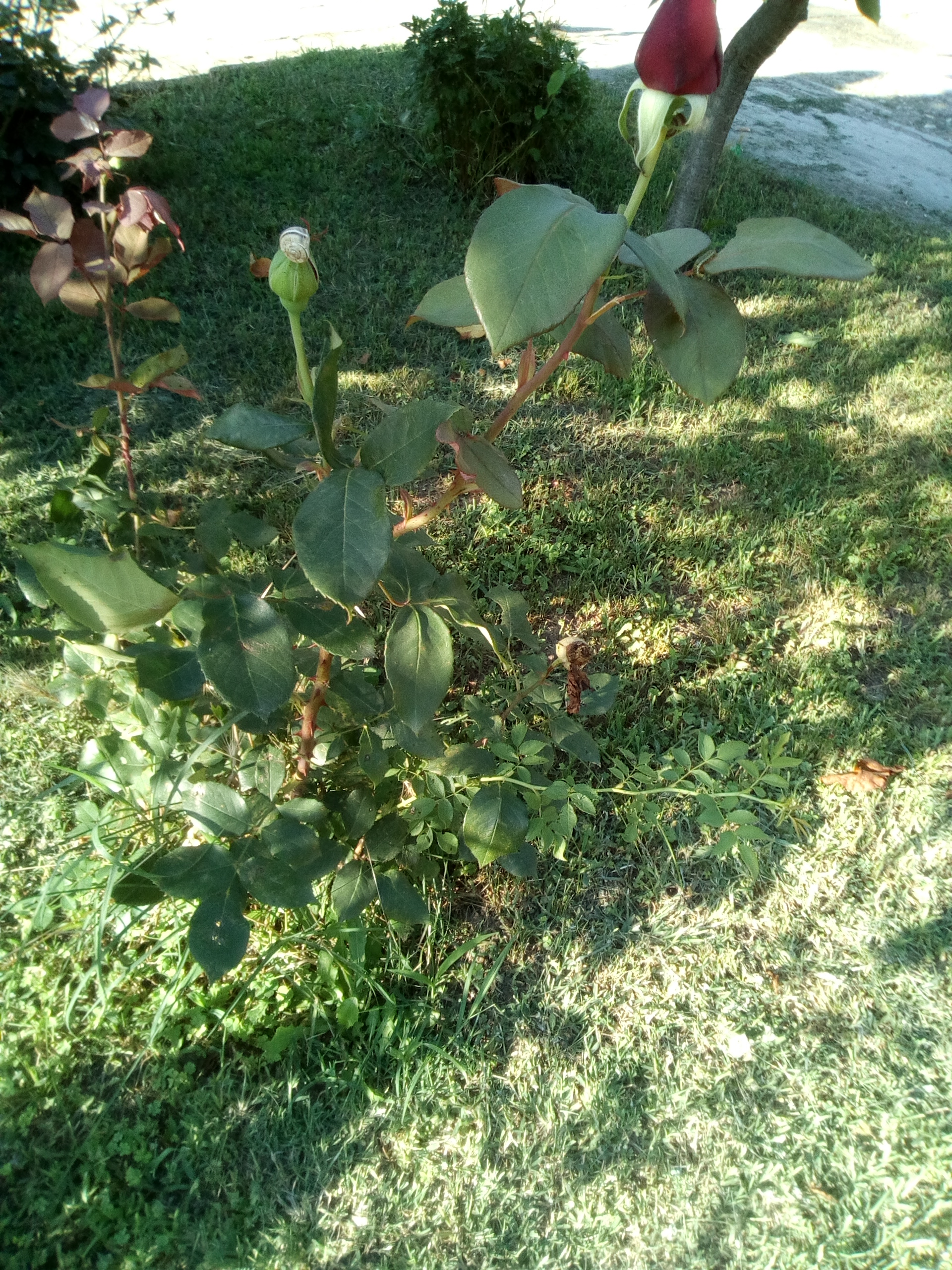 The bee that was looking for nectar by Elka Vraykova - Illustrated by Elka Vraykova     - Ourboox.com