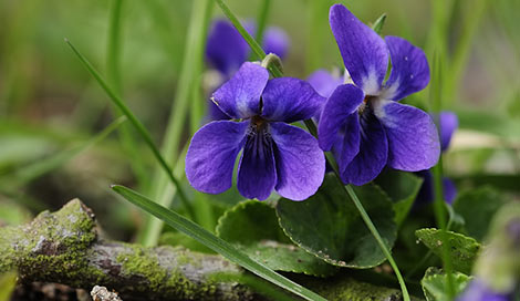 The bee that was looking for nectar by Elka Vraykova - Illustrated by Elka Vraykova     - Ourboox.com