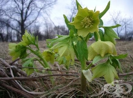 The bee that was looking for nectar by Elka Vraykova - Illustrated by Elka Vraykova     - Ourboox.com