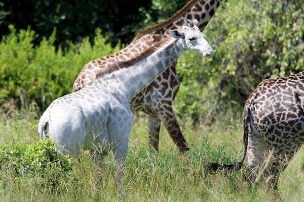 الزرافة ظريفة by soaad - Ourboox.com