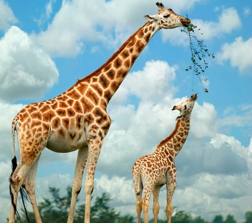 الزرافة ظريفة by soaad - Ourboox.com