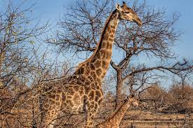 الزرافة ظريفة by soaad - Ourboox.com