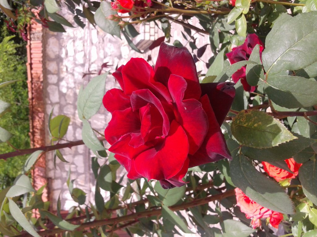 Colours by Katya Nedyalkova - Illustrated by Katya Nedyalkova - Ourboox.com