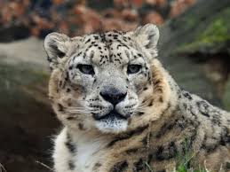 ספר התמונות by Abir Yerushalmi - Ourboox.com