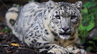 ספר התמונות by Abir Yerushalmi - Ourboox.com