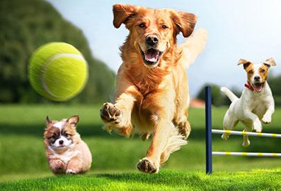 animals by raneen - Illustrated by رنين متاني - Ourboox.com