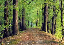 מערת המטמון by ella - Illustrated by רגב והבה - Ourboox.com