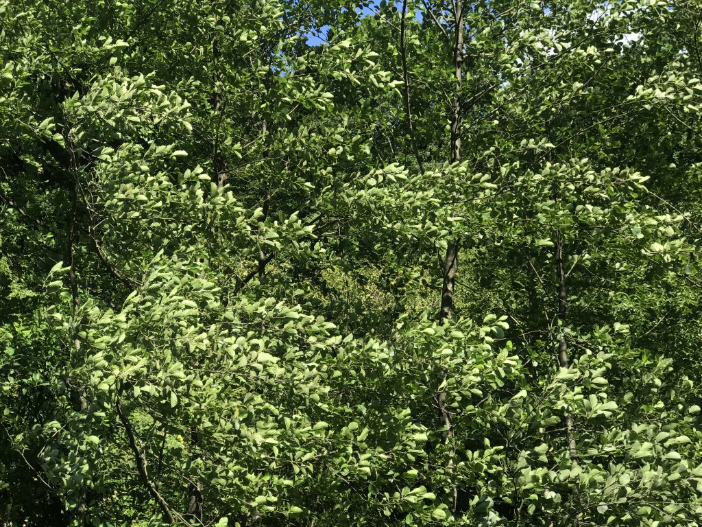 DENİZİN MAVİSİNDE YEŞİLİN GÖLGESİNDE ÜNYE by Gülcan Çiçek - Ourboox.com