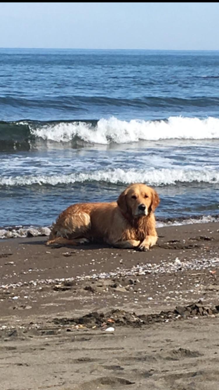 DENİZİN MAVİSİNDE YEŞİLİN GÖLGESİNDE ÜNYE by Gülcan Çiçek - Ourboox.com