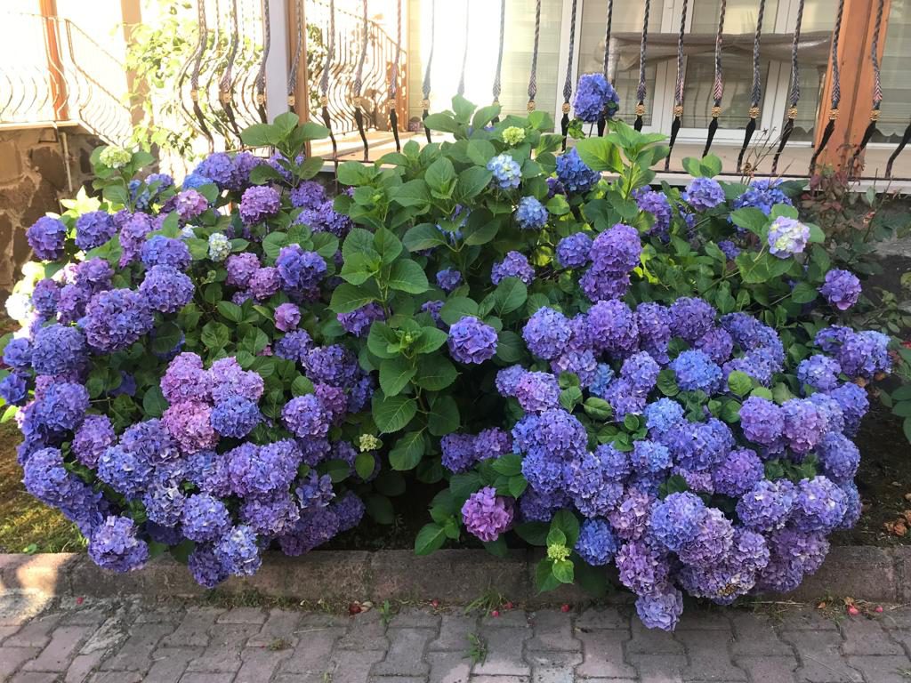 DENİZİN MAVİSİNDE YEŞİLİN GÖLGESİNDE ÜNYE by Gülcan Çiçek - Ourboox.com