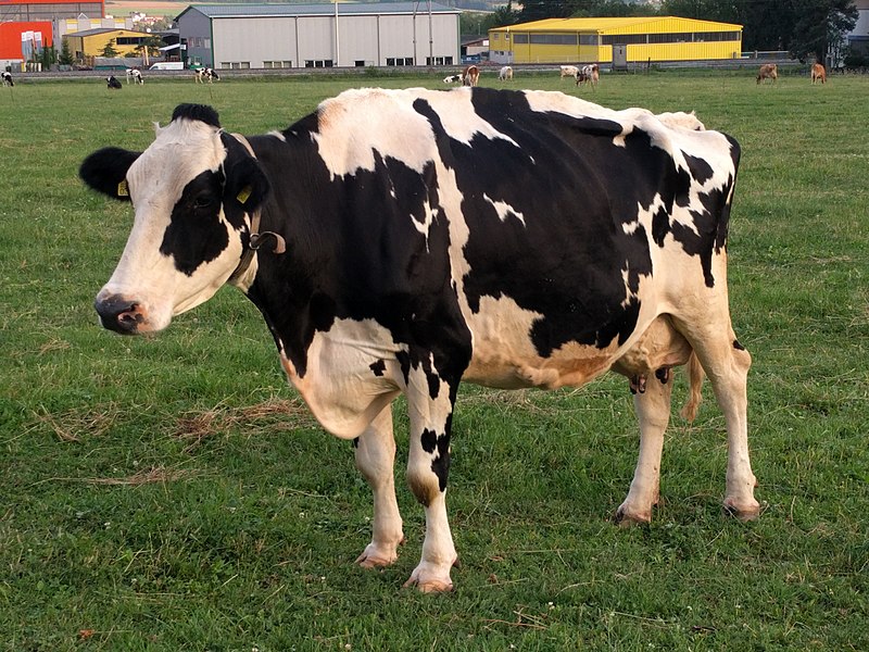 الحيوانات الاليفة by zenab - Illustrated by زينب - Ourboox.com