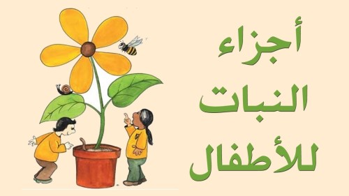 اجزاء النبته by alaa - Illustrated by zaghal alaa - Ourboox.com