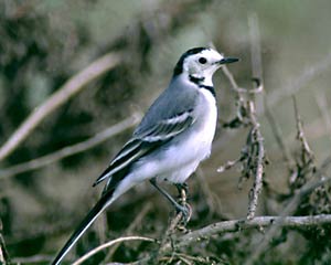 החורף by Coral Haimovich - Ourboox.com
