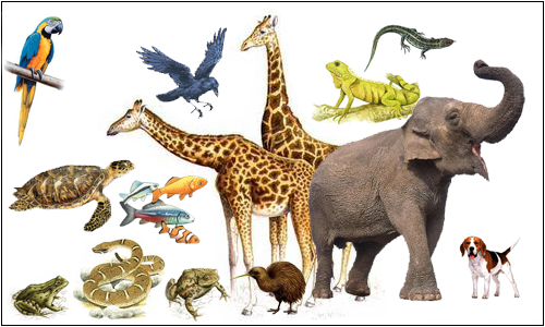 I VERTEBRATI by I VERTEBRATI - Ourboox.com