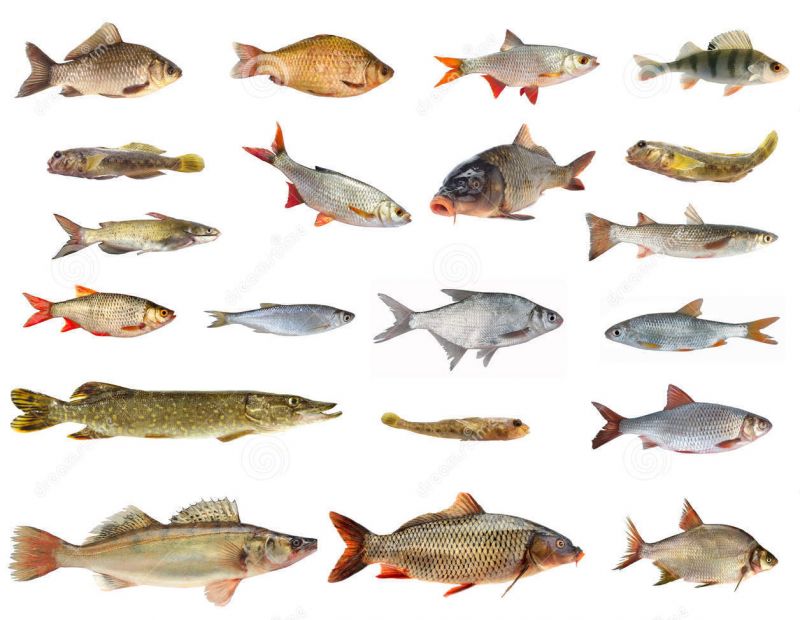 I VERTEBRATI by I VERTEBRATI - Ourboox.com