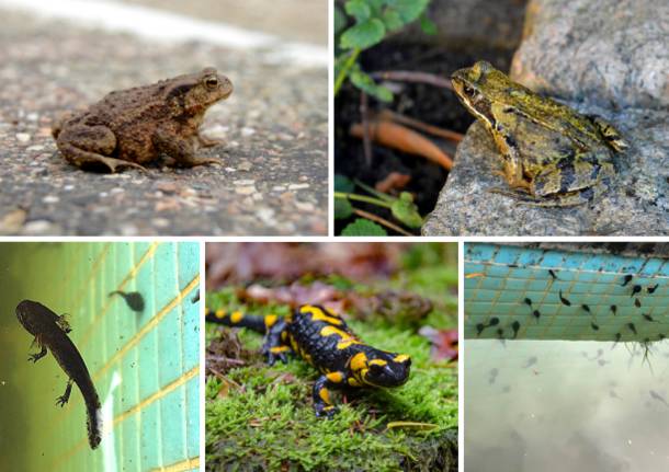 I VERTEBRATI by I VERTEBRATI - Ourboox.com