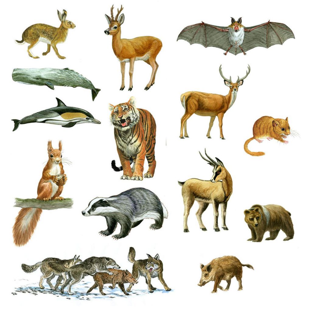 I VERTEBRATI by I VERTEBRATI - Ourboox.com