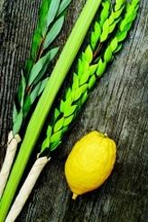 חגי תשרי by shlomit barzilay - Illustrated by שלומית ברזילי - Ourboox.com