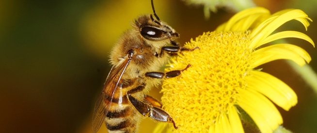 النحلة by nisreen - Ourboox.com